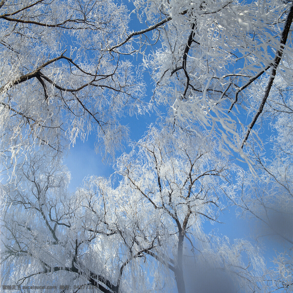 树木 上 冰花 大自然 自然风景 美丽风景 美景 景色 风景摄影 旅游景区 旅游风景 旅游奇观 雪山 雪景 冬天风景 结冰的树木 自然景观 蓝色