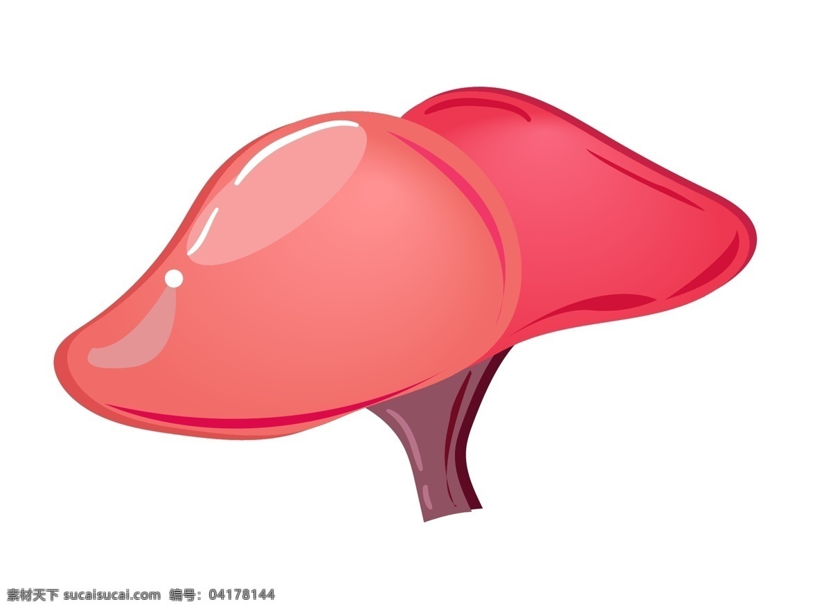 人体器官内脏 人体器官 肝脏 内脏