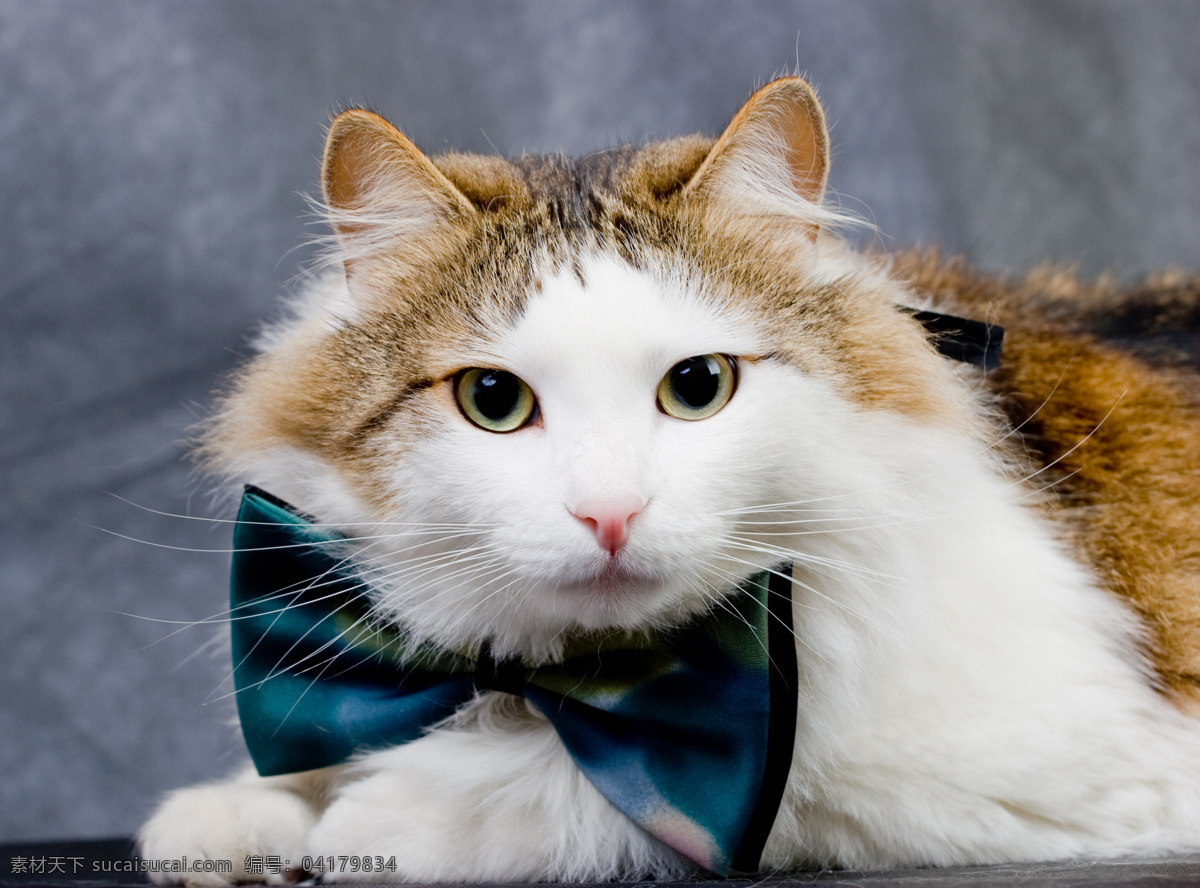 戴 领结 可爱 猫咪 小猫 宠物 动物 可爱动物 动物摄影 猫咪图片 生物世界