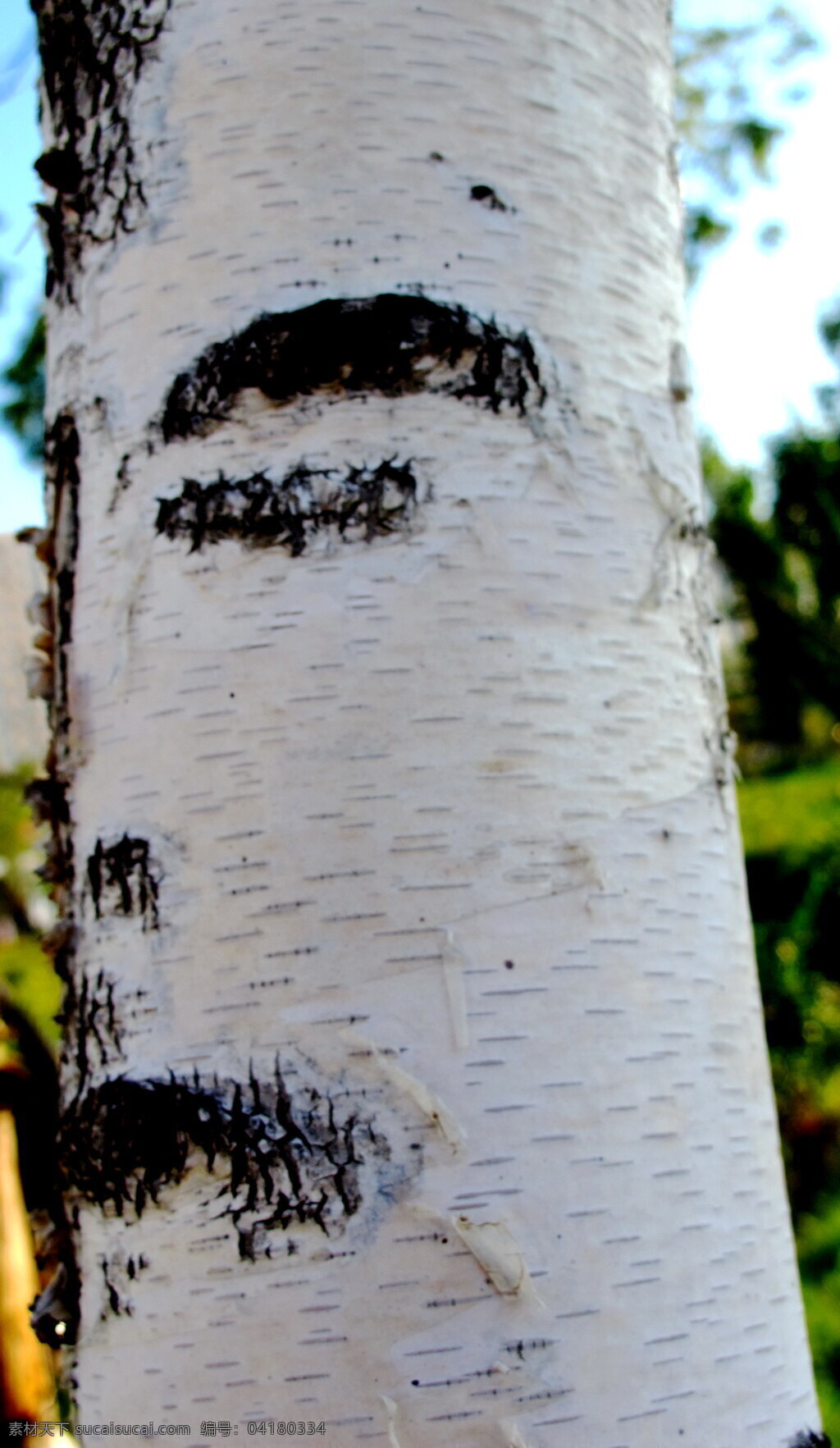 白桦树 上半 人脸 白桦树干 虚幻人形 树干 树木树叶 生物世界