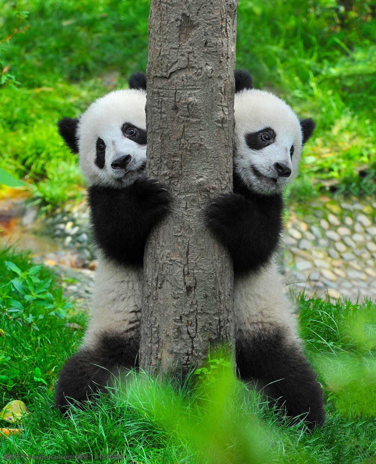 两 只 可爱 熊猫 大熊猫 熊猫摄影 动物世界 动物摄影 陆地动物 生物世界 绿色
