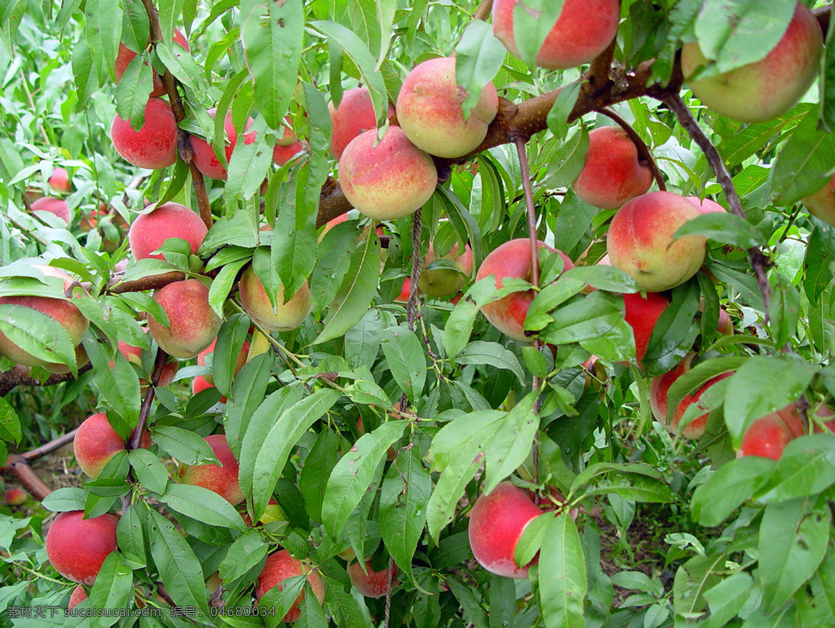 桃子 桃园 蜜桃 硕果累累 水果园 果园 桃子摄影 生物世界 水果