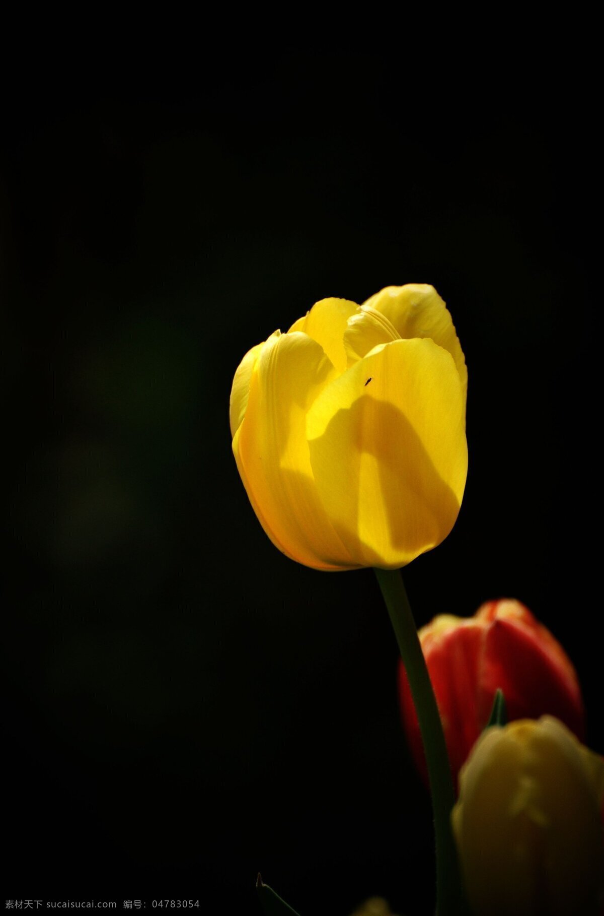 唯美 黄色 郁金香 高清 鲜花 花朵 花卉 花草 植物