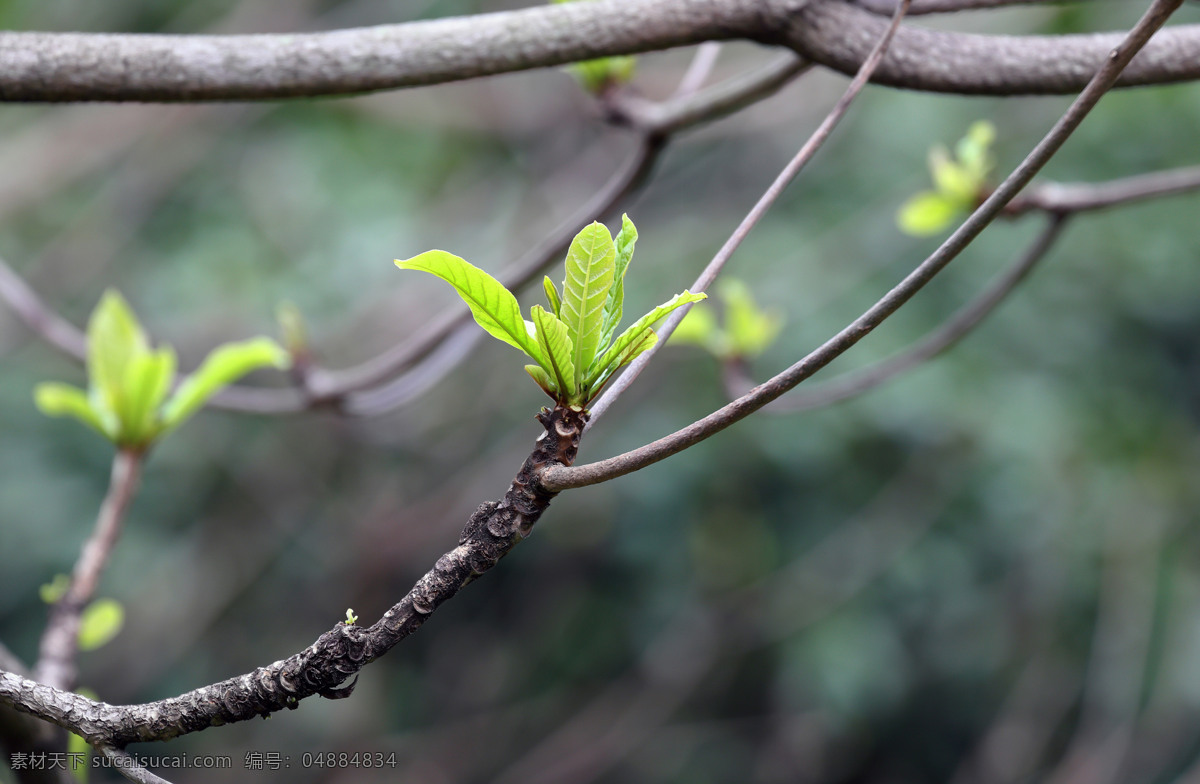 春芽 嫩叶 生长 春天 叶子 初生 植物 嫩芽 动物 生物世界 树木树叶