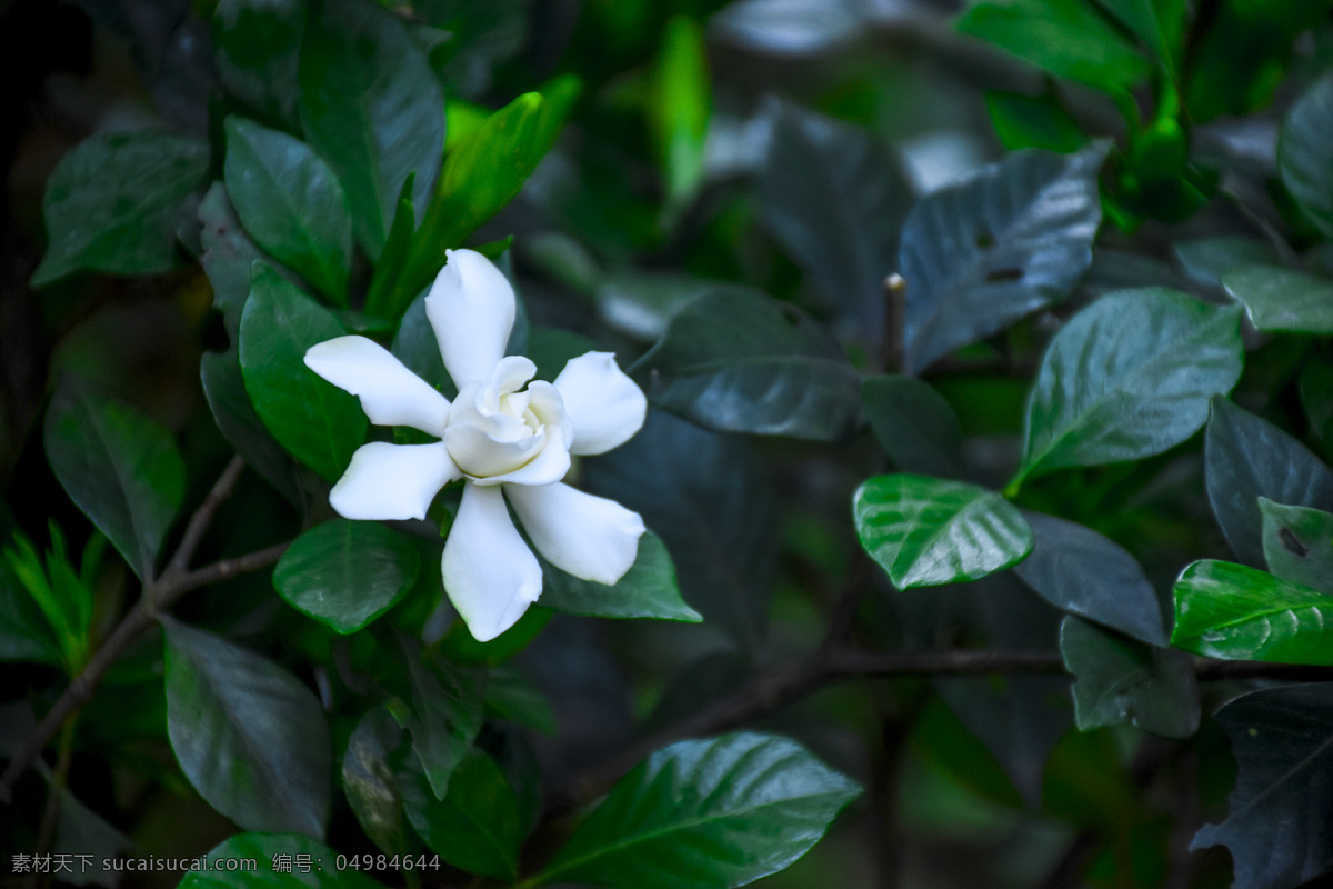 栀子花 植物 花 白色小花 绿色 自然景观