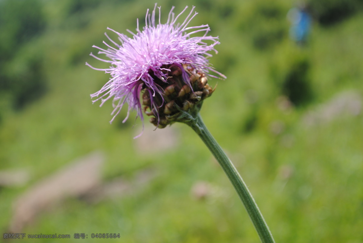 小蓟花 海陀山风光 野花 花草 生物世界