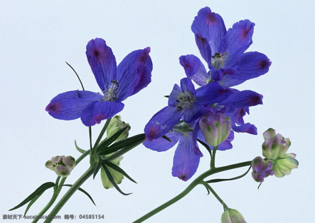花卉 特写 花朵 蓝色 鲜花 紫色