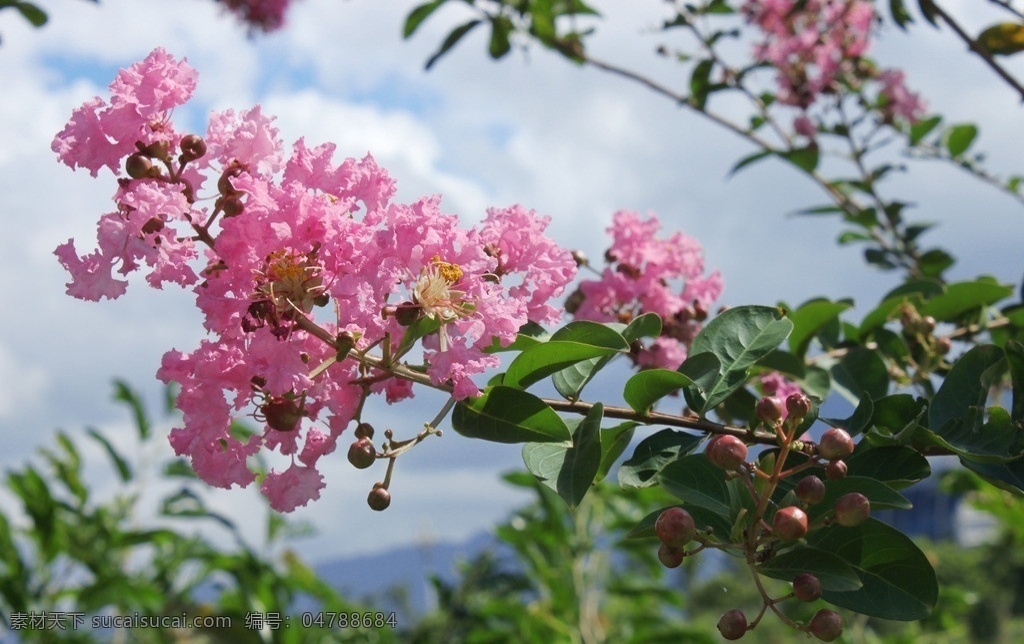 紫薇花 紫薇 粉色 蓝天 绿叶 公园 花花世界 花草 生物世界