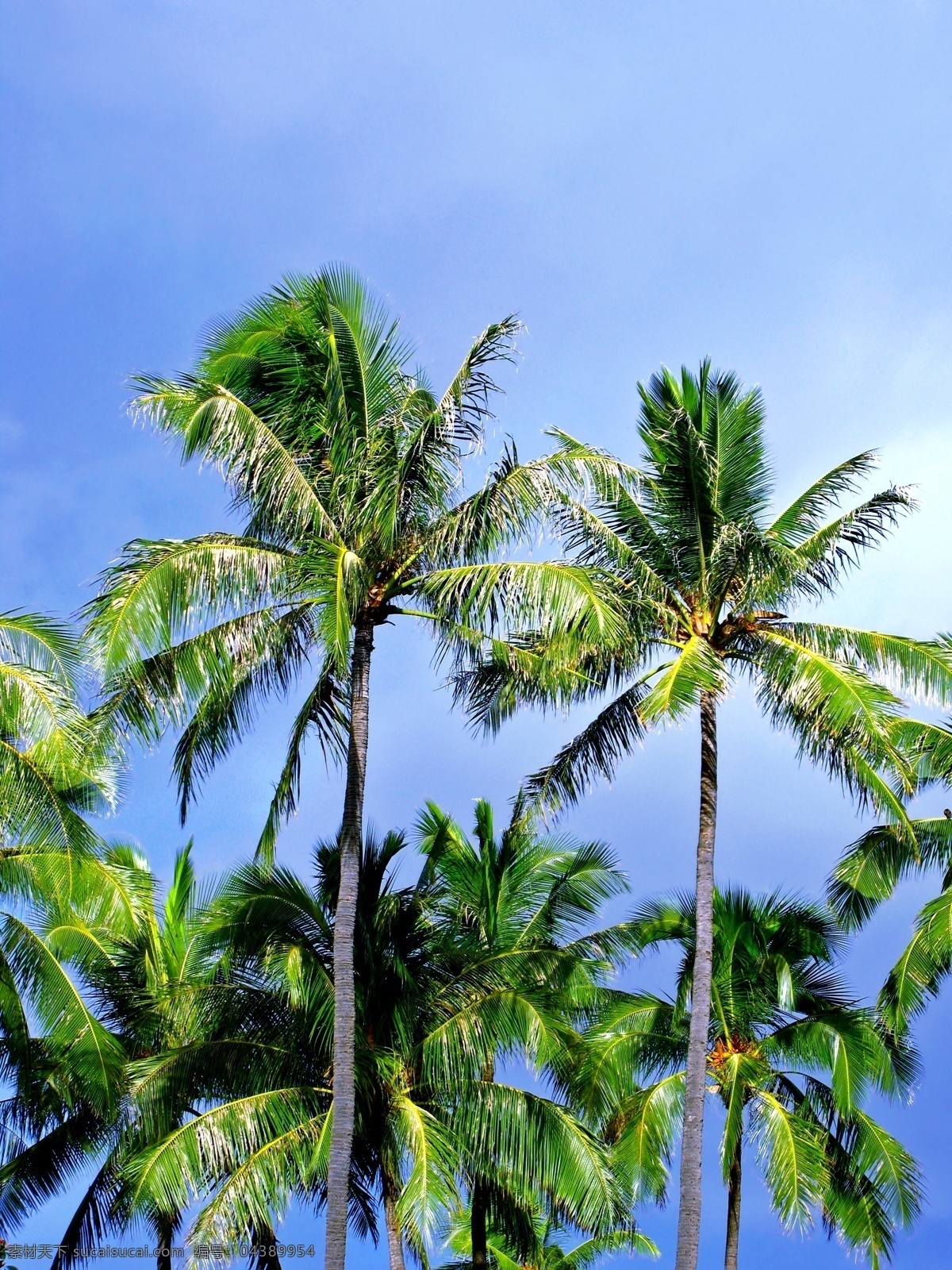 椰树 美丽风景 蓝天 椰子 树木 植物 自然风景 摄影图库 高清图片 其他风光 风景图片