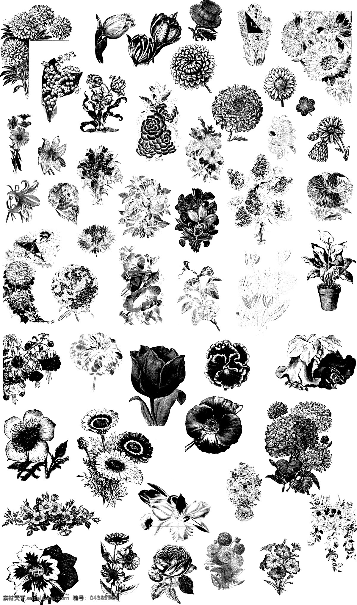 黑白 手绘 各种 花朵 插画 植物 菊花 郁金香 唯美