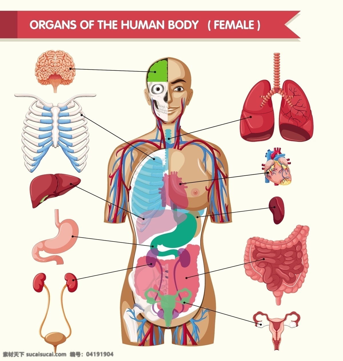 人体器官 脑 人 人体 女性 颜色 胃 肺 肾 器官 部分 有色 肠 肋骨 胰腺