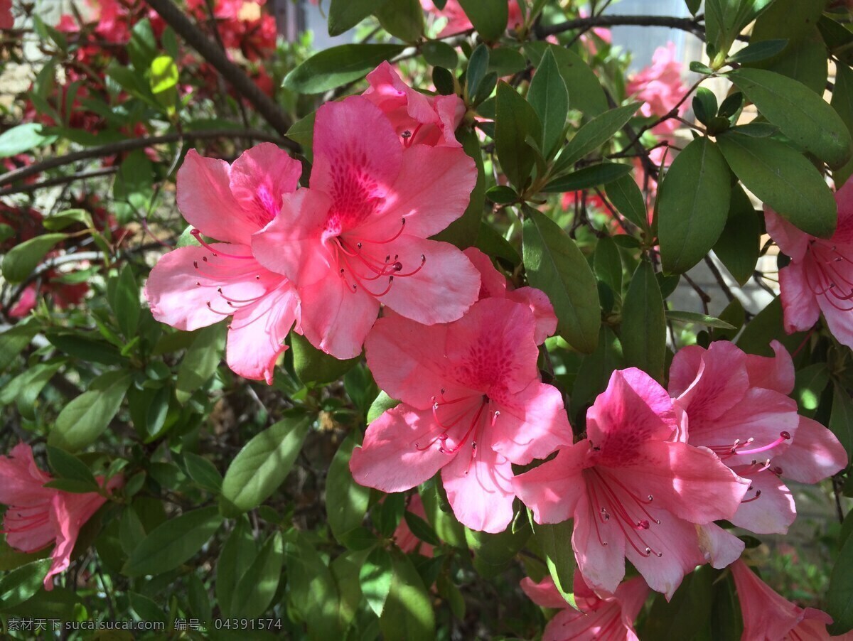 杜鹃花 杜鹃 花语 花艺 鲜花 花卉 生物世界 花草