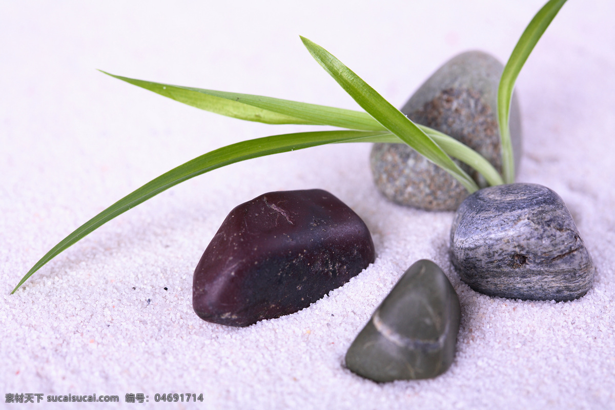 磨石 植物 按磨石 砭石 鹅卵石 石头 石块 绿叶 叶子 花草树木 生物世界