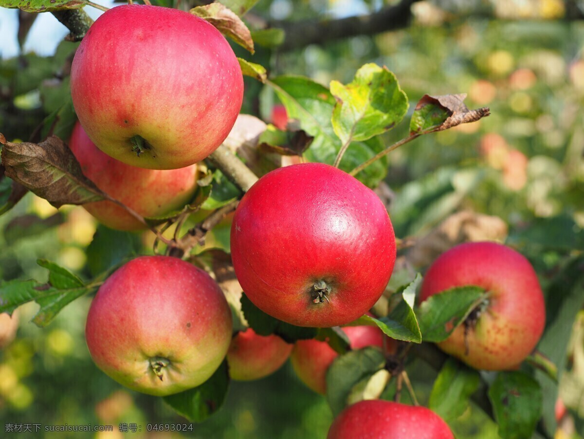苹果 苹果树 苹果园 采摘 新疆苹果 阿克苏苹果 冰糖心 红富士 生物世界 水果 红色