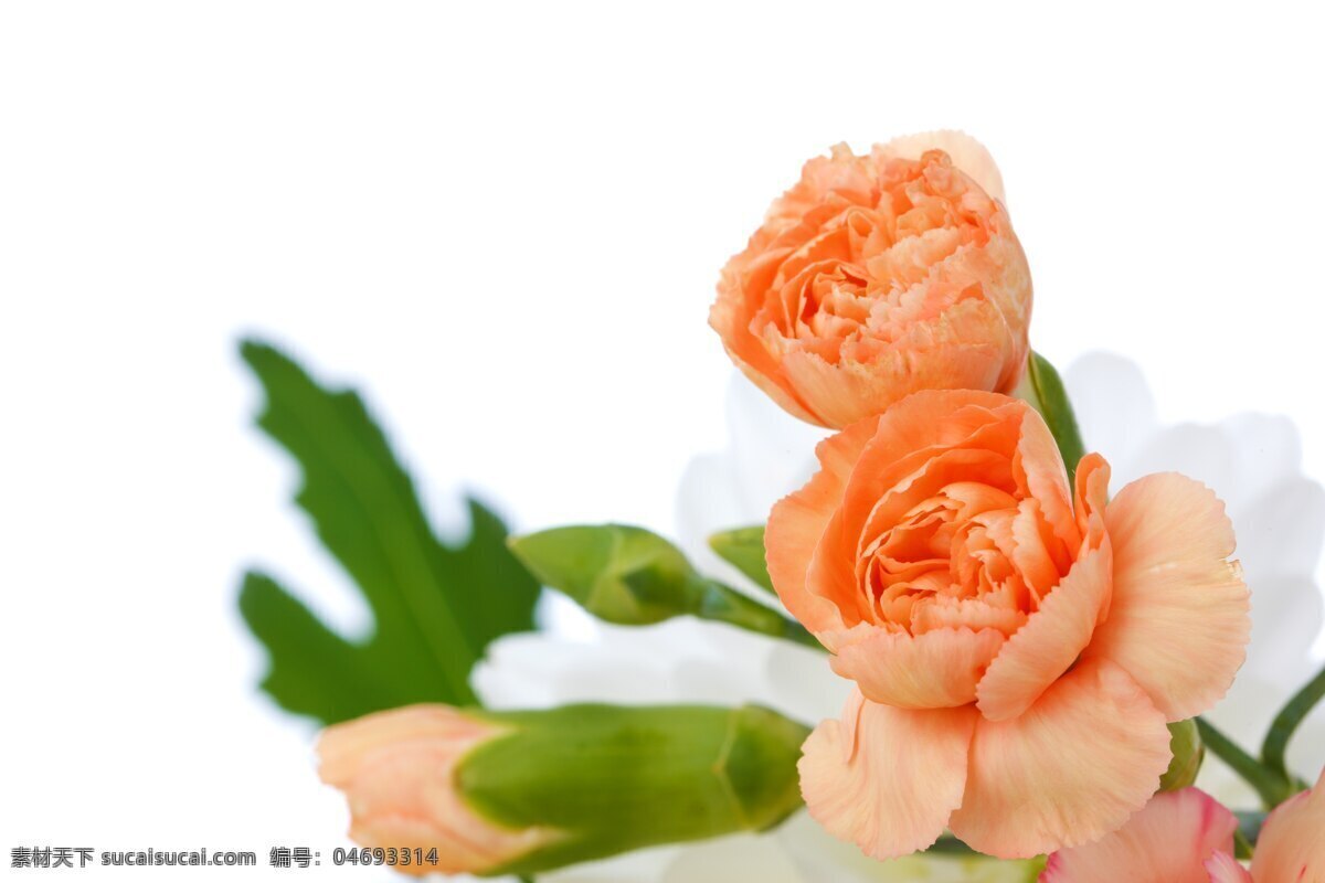 美丽 康乃馨 高清 橘色 母亲节 花卉 花朵