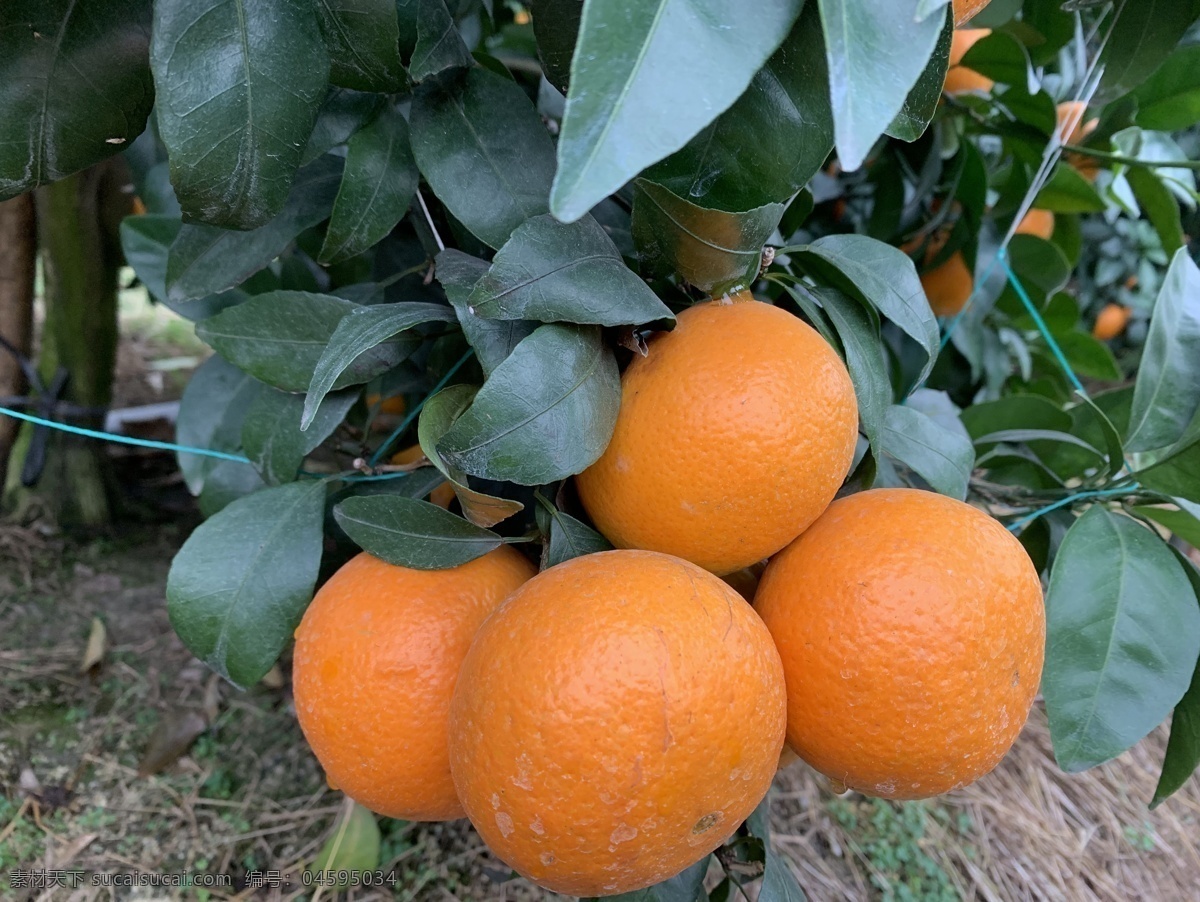 沃柑 柑桔 水果 绿色食品 橙子 生物世界