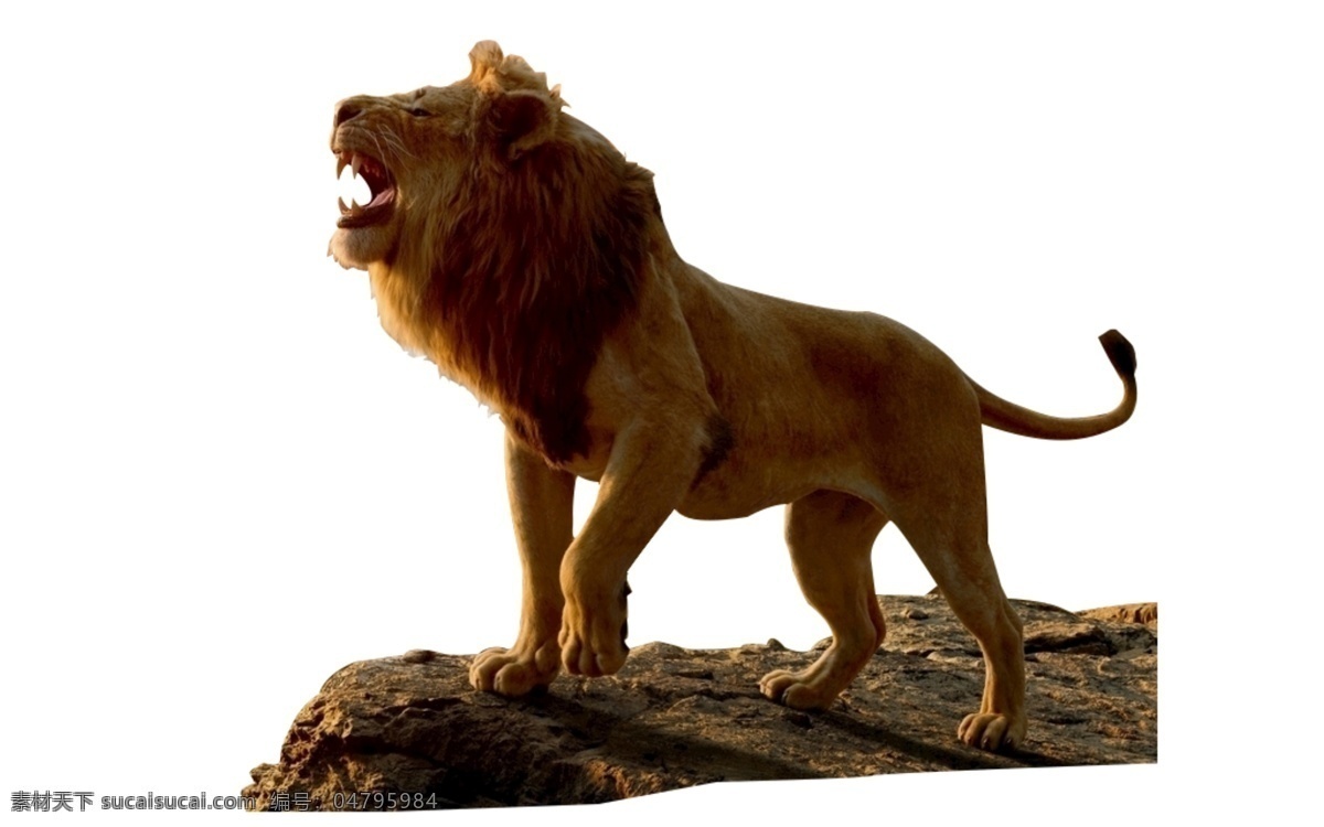 狮子图片 狮子 咆哮狮子 狮子图 石头上的狮子 单个图层 分层