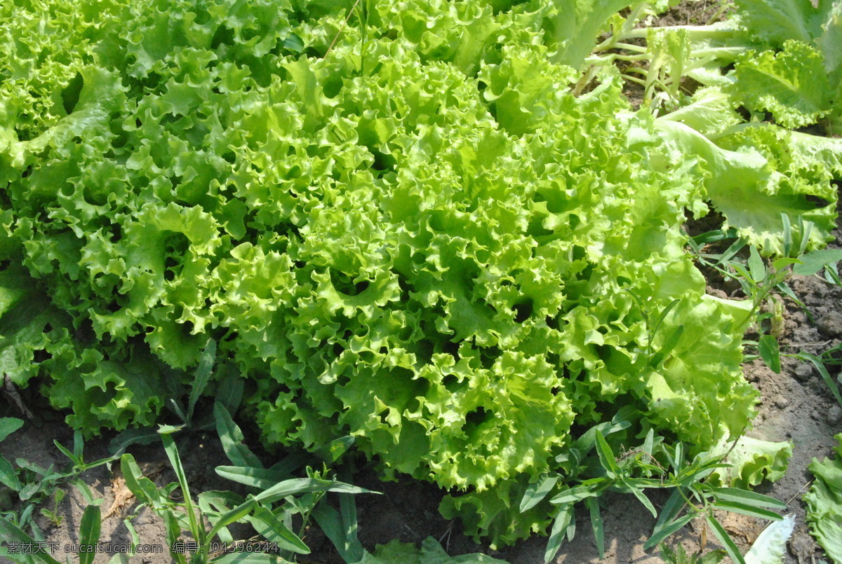 生菜 大棚 绿色 有机 无公害 健康 营养 种植 农业 经济作物 科学种植 蔬菜 苗 地膜 植物 生物世界