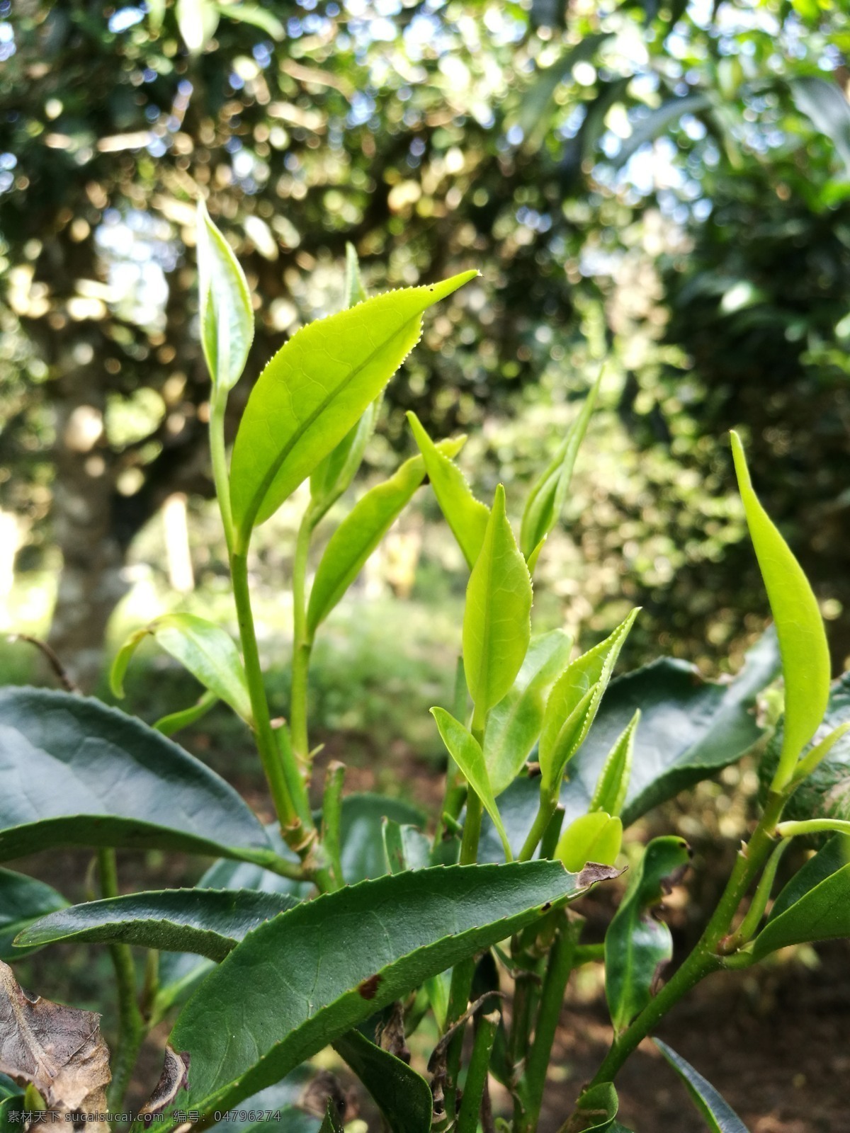 大叶种茶 普洱茶 茶叶 茶芽 一芽两叶 茶树 野生茶树 大树茶 古树茶 老树茶 生物世界 树木树叶