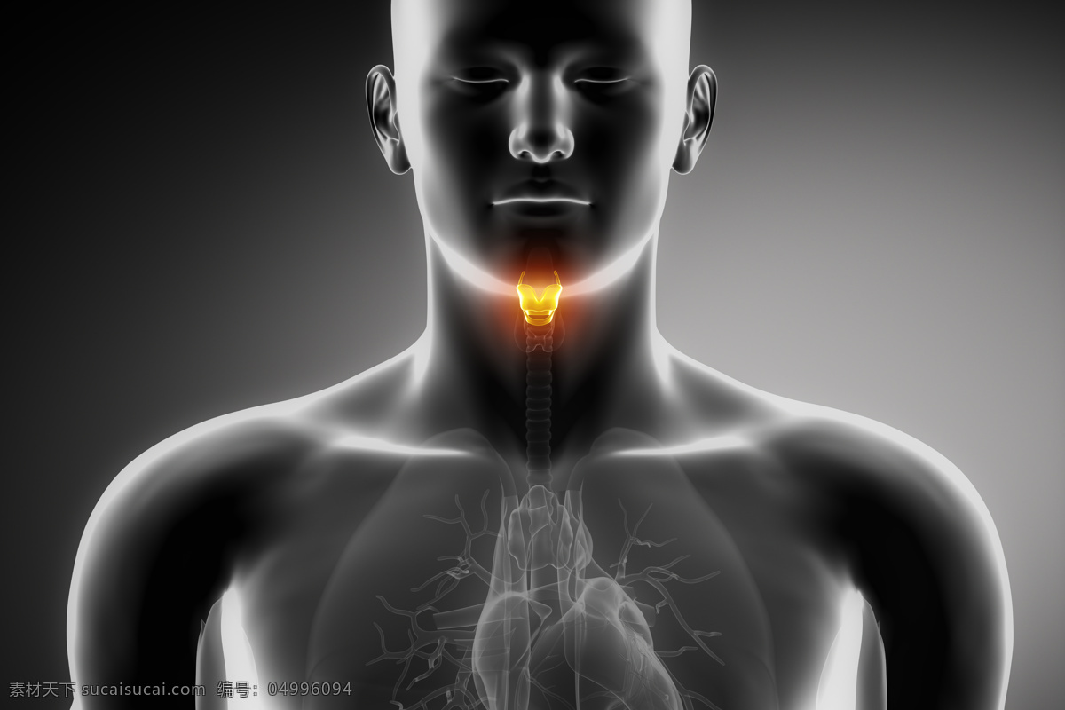 男性 喉咙 器官 喉咙器官 男性人体器官 医疗科学 医学 人体器官图 人物图片