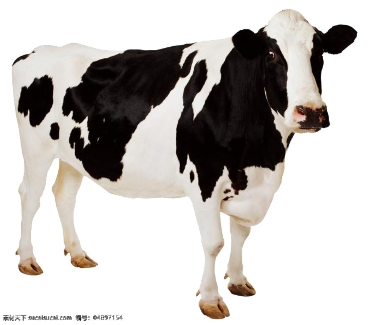 奶牛免抠图 斑点 黑白 奶牛 牛奶素材 免抠图