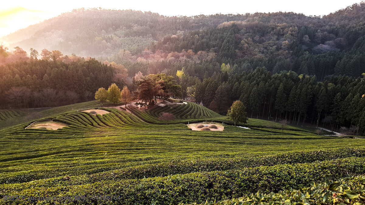 茶树茶田美景 茶树 茶田 茶叶 田园风光 生物世界 花草