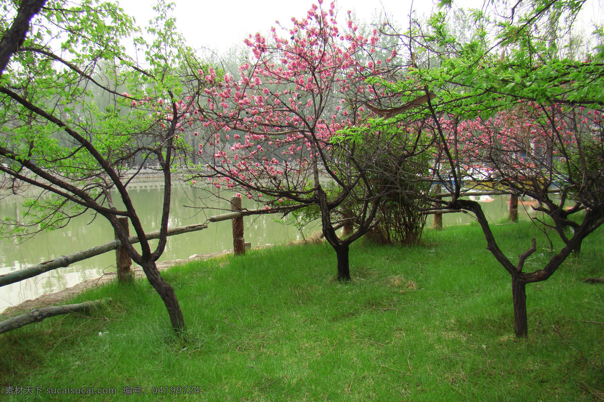 春天 春景 大自然 公园 春暖花开 桃花 桃树 绿叶 草地 水 自然景观 自然风景