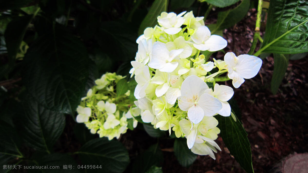 绣球花 白色花 淡绿色花心 花蕾 绿叶 花草 生物世界