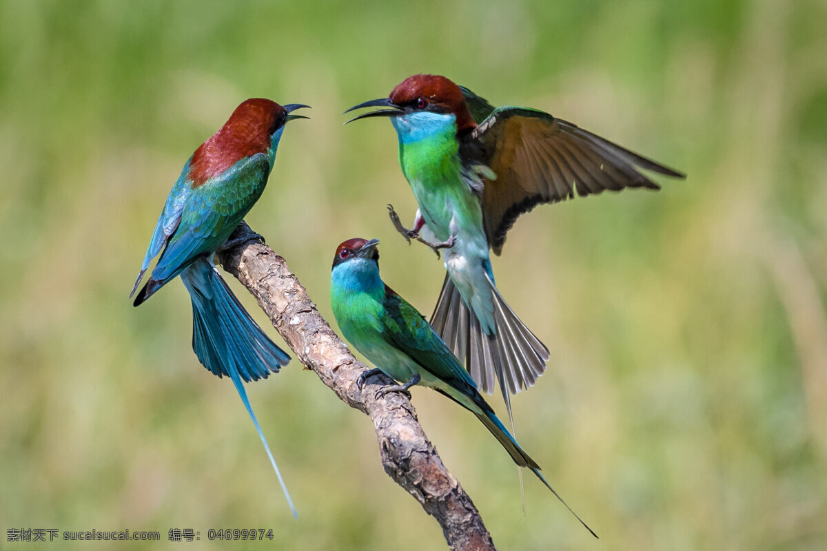 蓝喉蜂虎鸟 小鸟 飞鸟 保护鸟类 益鸟 鸟类 生物世界