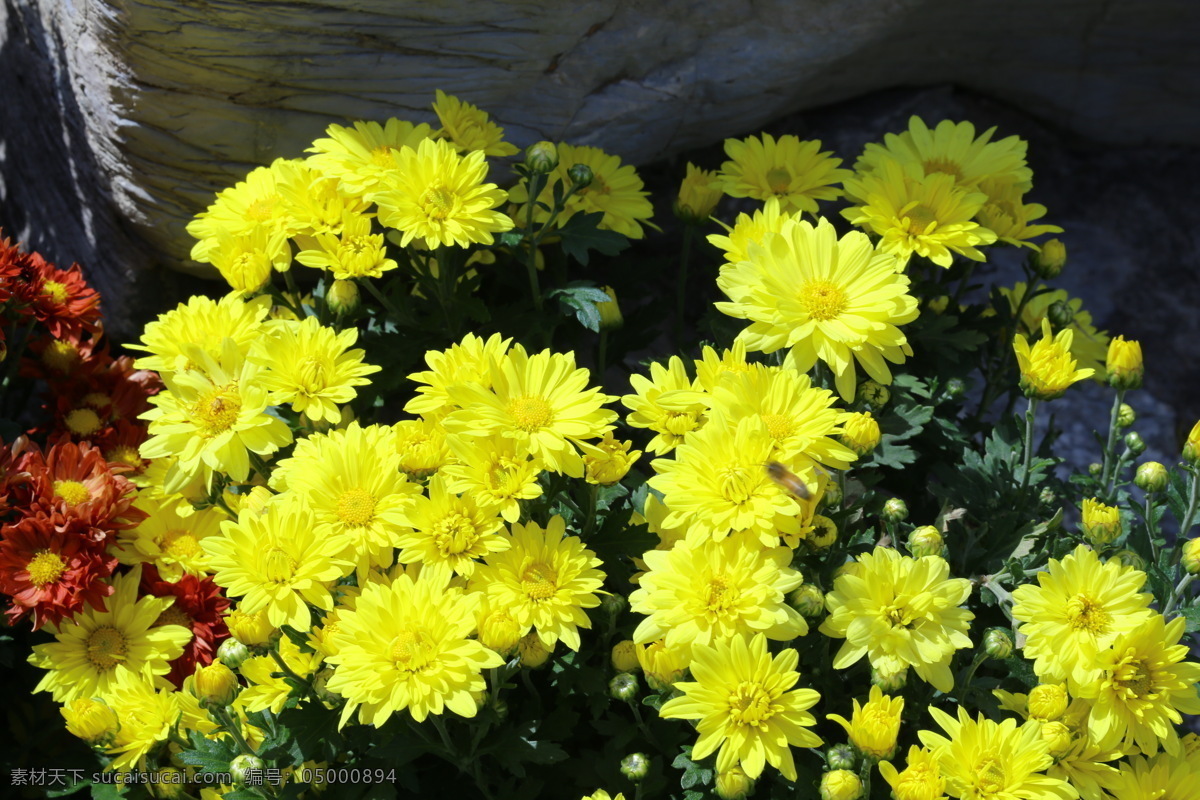 秋菊 观赏花卉 园艺 花卉素材 寿客 金英 黄华 陶菊 花卉 花儿 花草 花朵 花瓣 花蕊 菊菊花 生物世界