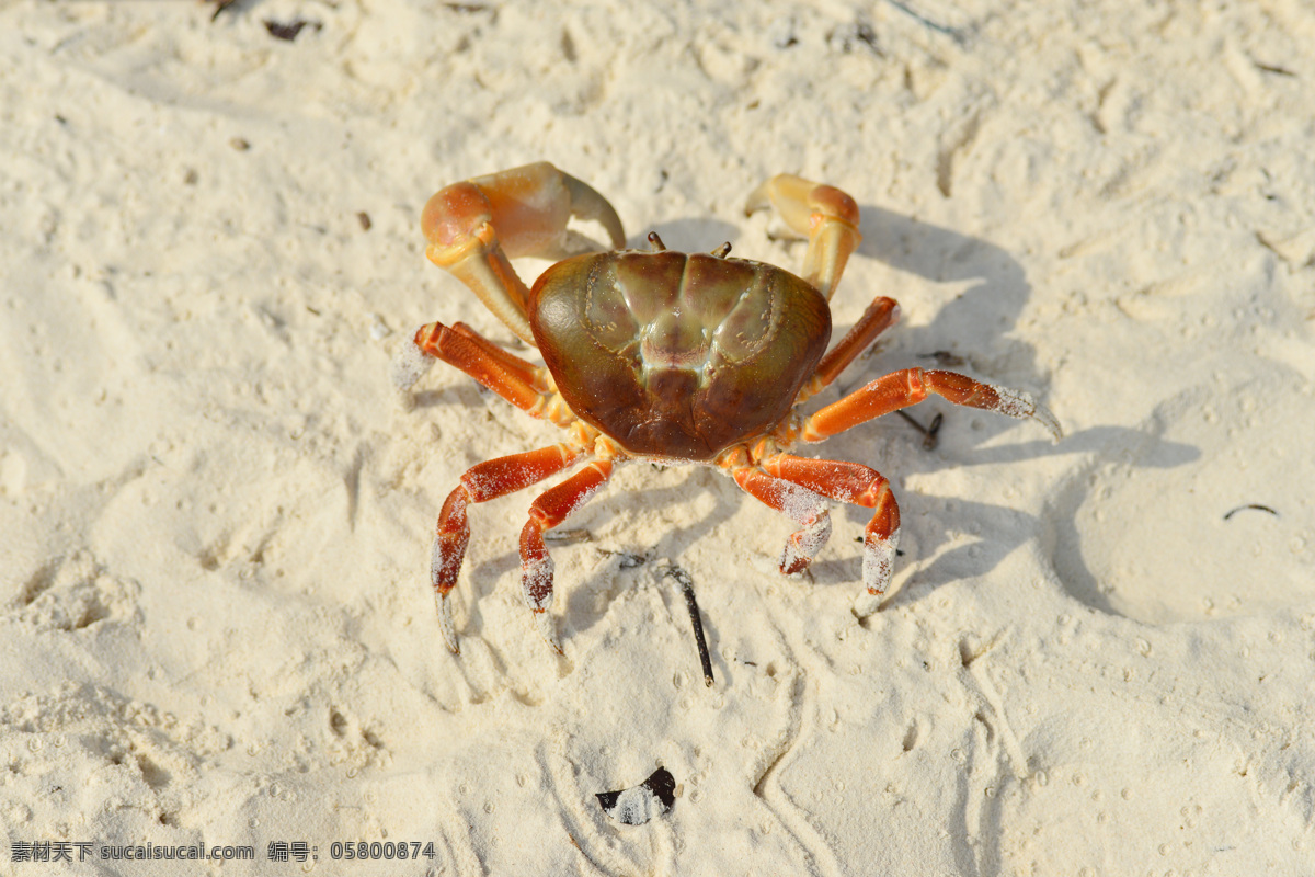 沙滩上的螃蟹 螃蟹 海滩上的螃蟹 沙滩 水生物 海生物 动物摄影 水中生物 生物世界 白色