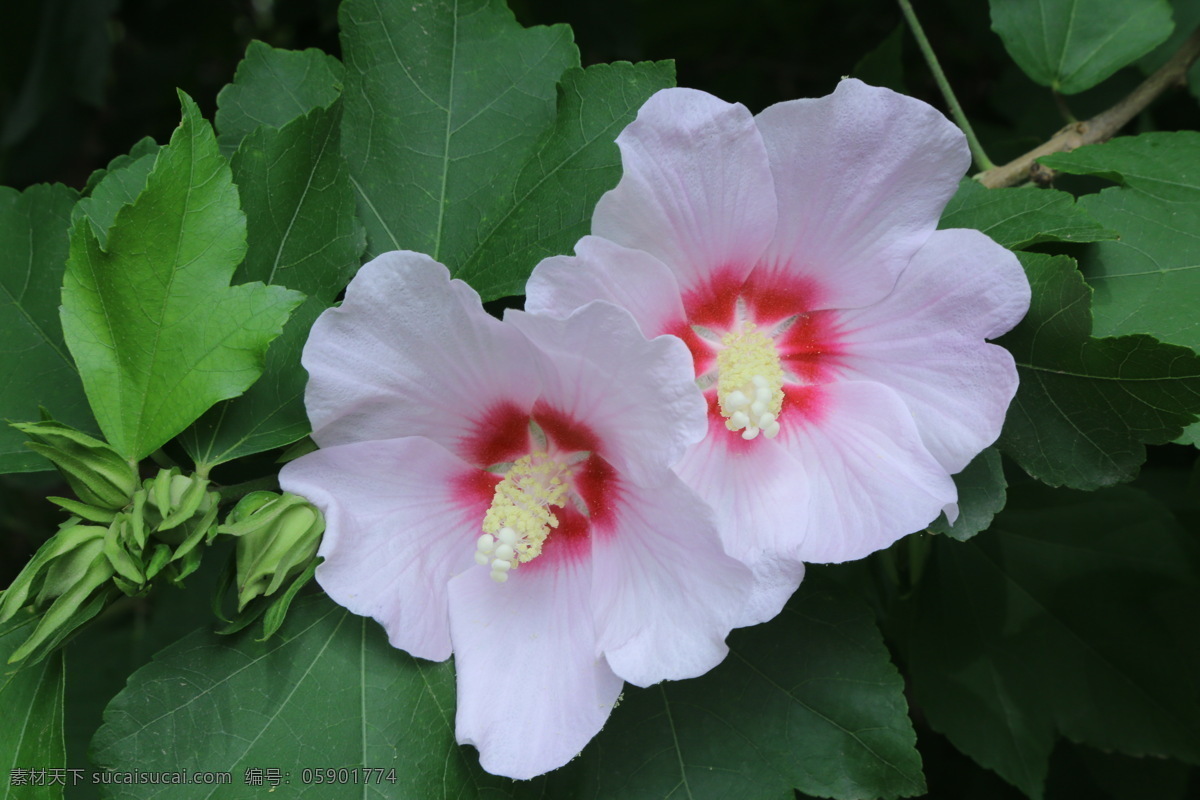 木槿 无穷花 花卉 花儿 花草 植物 园林绿化 绿化景观 花骨朵 花朵 花蕊 木槿木槿花 生物世界