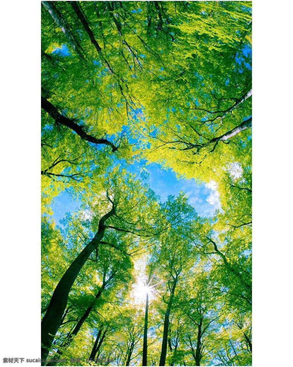 绿树林 树林拍摄 树林摄影 春天的树林 蓝天下的树林 白云下的树林 生物世界 树木树叶