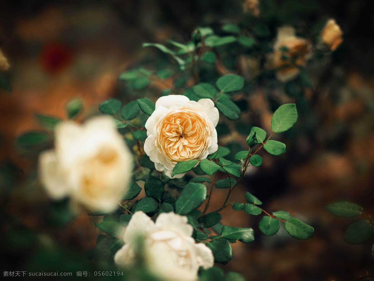月季图片 月季 玫瑰 黄玫瑰 欧月 花朵 鲜花 蔷薇 花 唯美背景 浪漫背景 小清新 节日花朵 生物世界 花草
