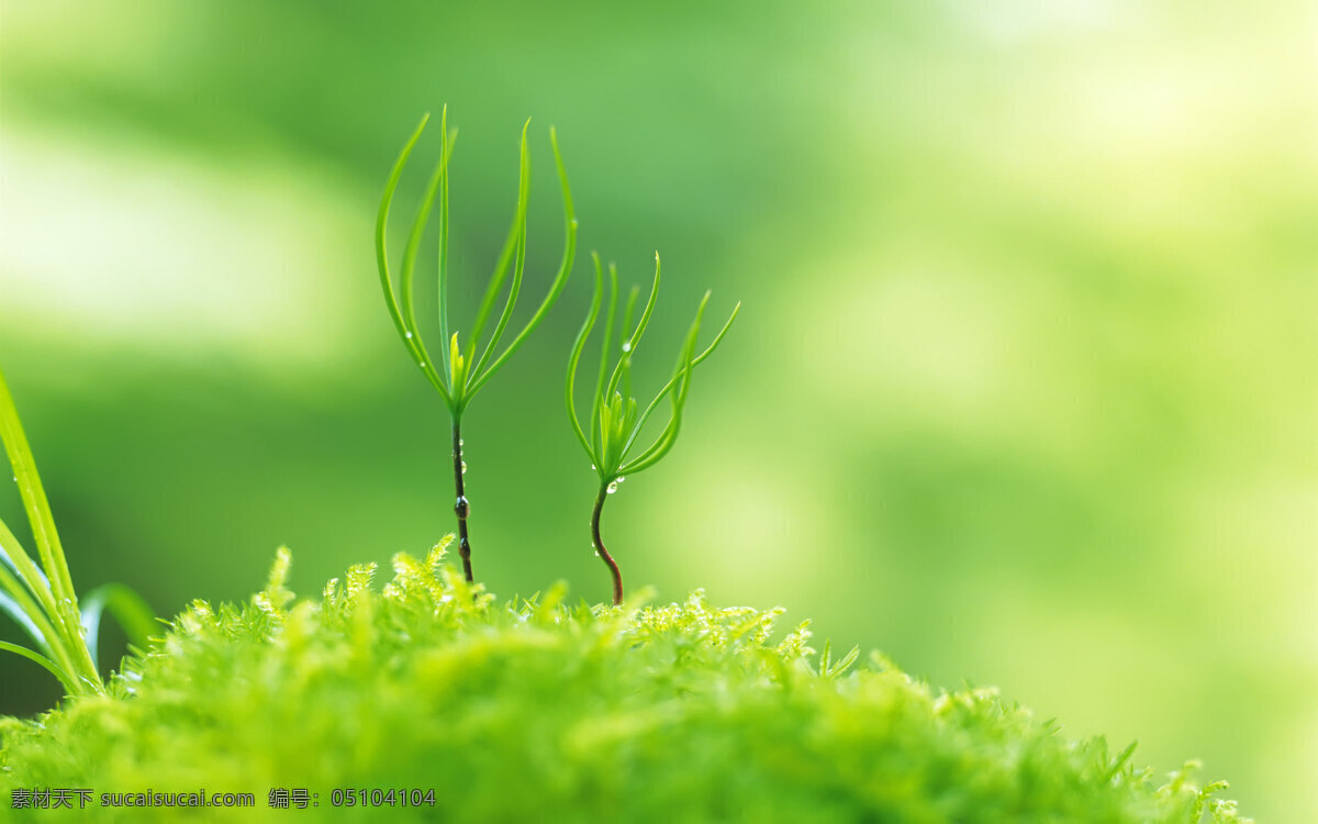 生命 小草 新鲜 嫩叶 青草 鲜嫩 生物世界 花草 摄影图库