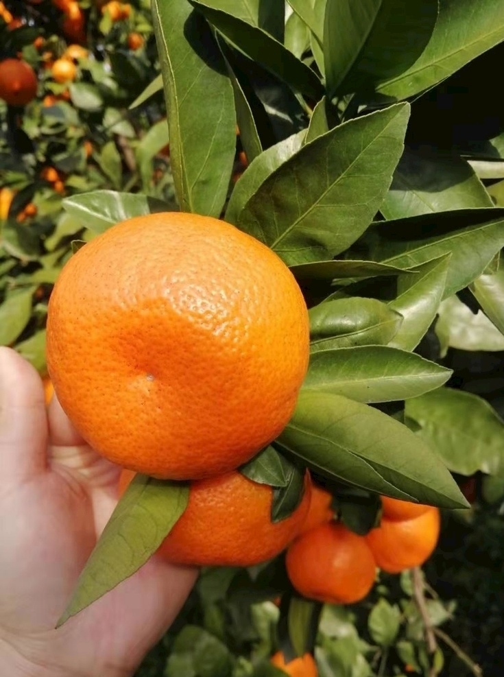 柑桔 橘子 柑橘 成熟的橘子 橙色 收获 自然景观 田园风光