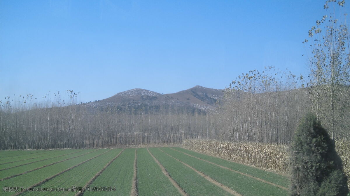 小麦地 麦苗 耕地 杨树 远处的山 行道树 长清风光 自然风景 自然景观 灰色