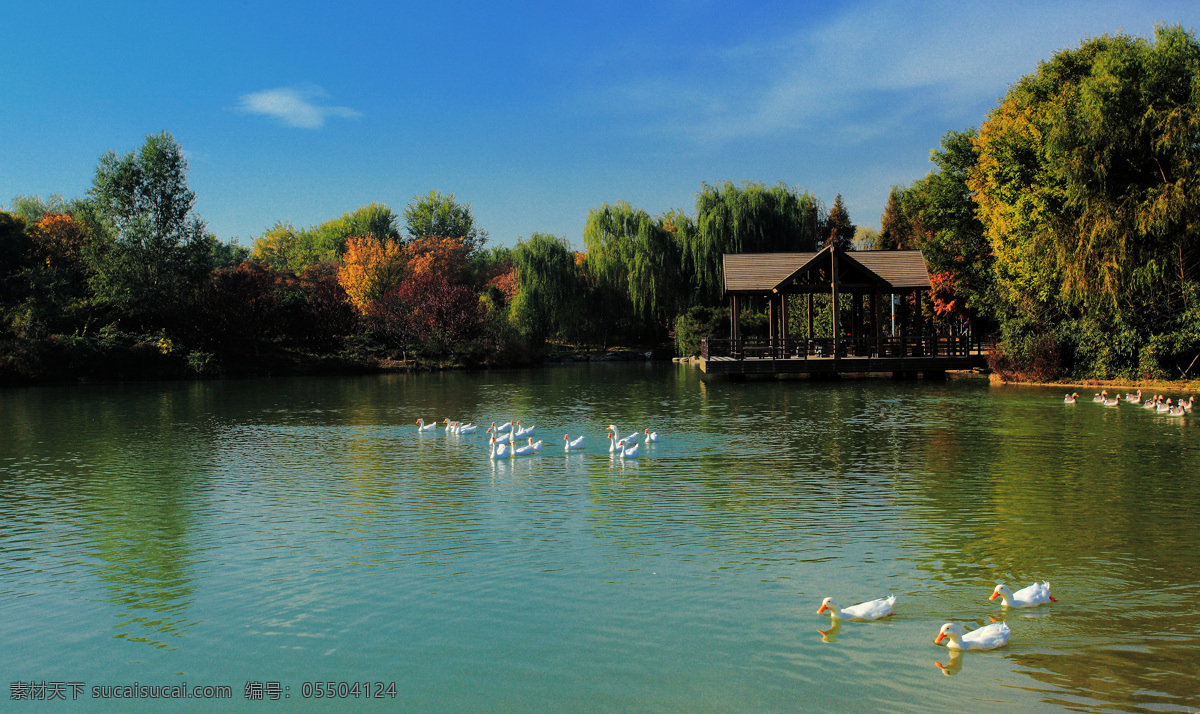 颐和园景观 颐和园 湖面 鸭子 公园 湖水 景色 倒影 蓝天 一群鸭子 旅游摄影 自然风景
