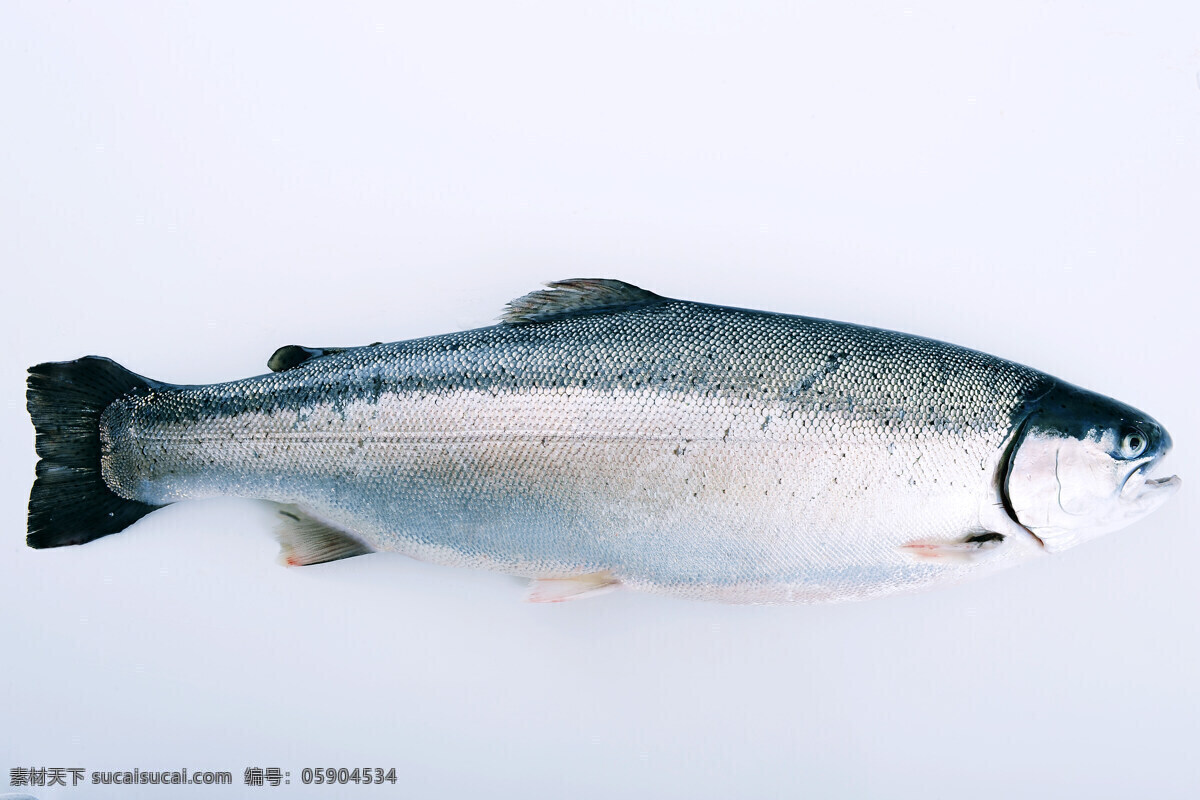 三文鱼 海洋生物 生物世界 食材 鱼 鱼类