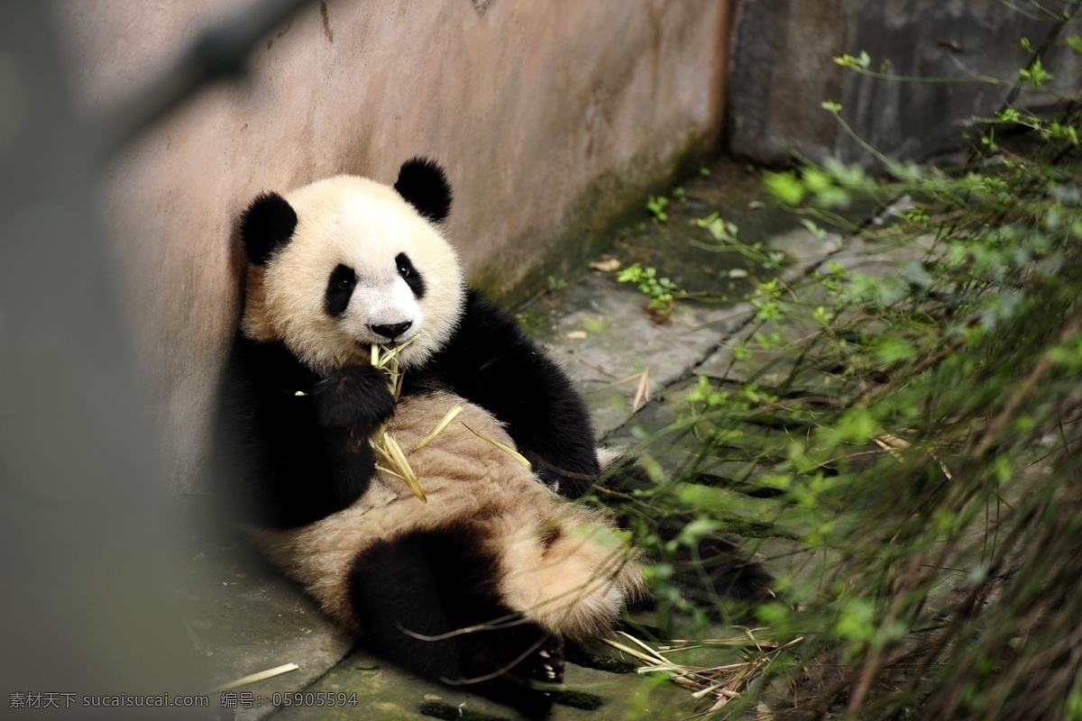 唯美 可爱 动物 野生 国宝 大熊猫 熊猫 珍稀动物 可爱熊猫 生物世界 野生动物