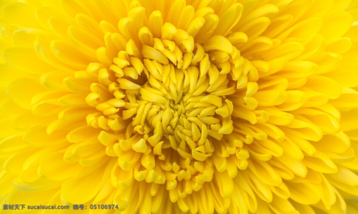 黄菊花 菊花 大菊花 雏菊 野菊花 非洲菊 粉色菊花 粉菊 观赏菊花 唯美菊花 文艺菊花 小菊花 紫菊花 红菊花 红色菊花 白菊 白色菊花 创意摄影 简约桌面 简约背景 ppt背景 商务 背景 简约 文艺 唯美背景 海报背景 唯美海报背景 文艺海报背景 电脑壁纸 生物世界 花草