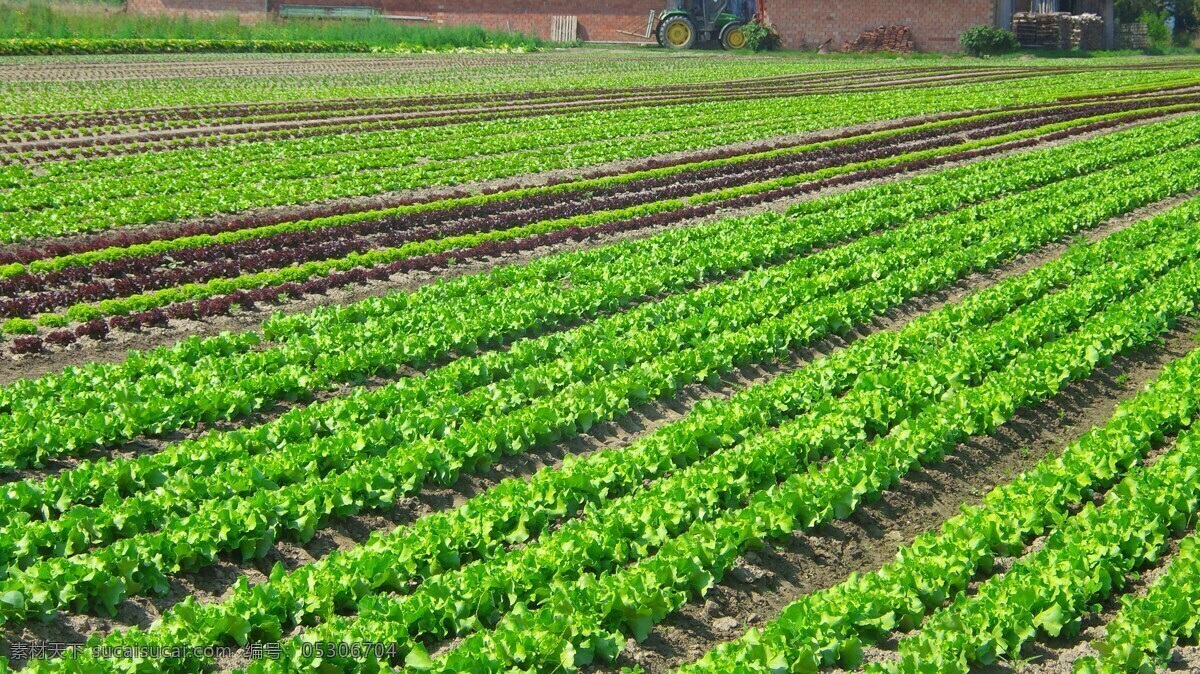 菜园 菜地 青菜地 农作物 蔬菜 耕地 绿色蔬菜 生物世界