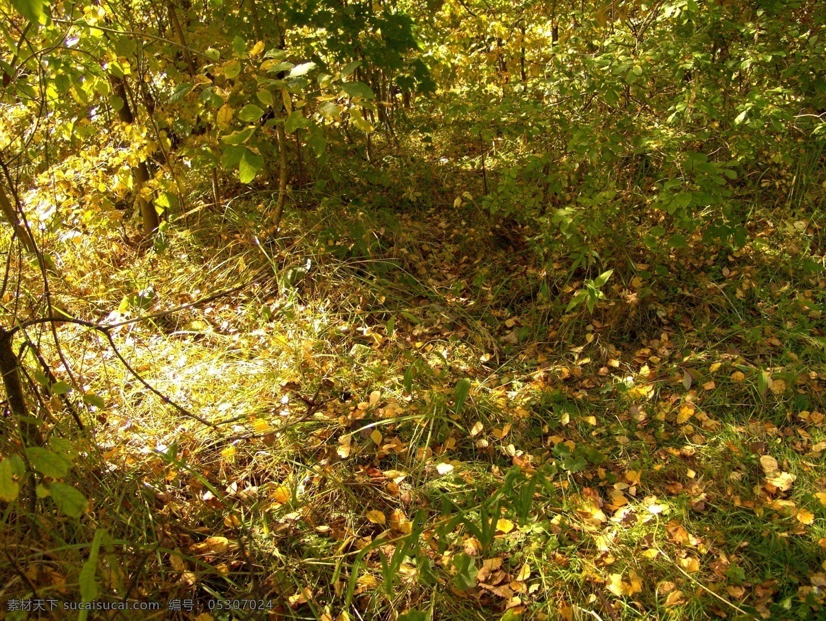 秋天 树林 风景 秋天树林风景 秋季风景 秋天风景 美丽景色 风景摄影 自然风景 其他风光 风景图片