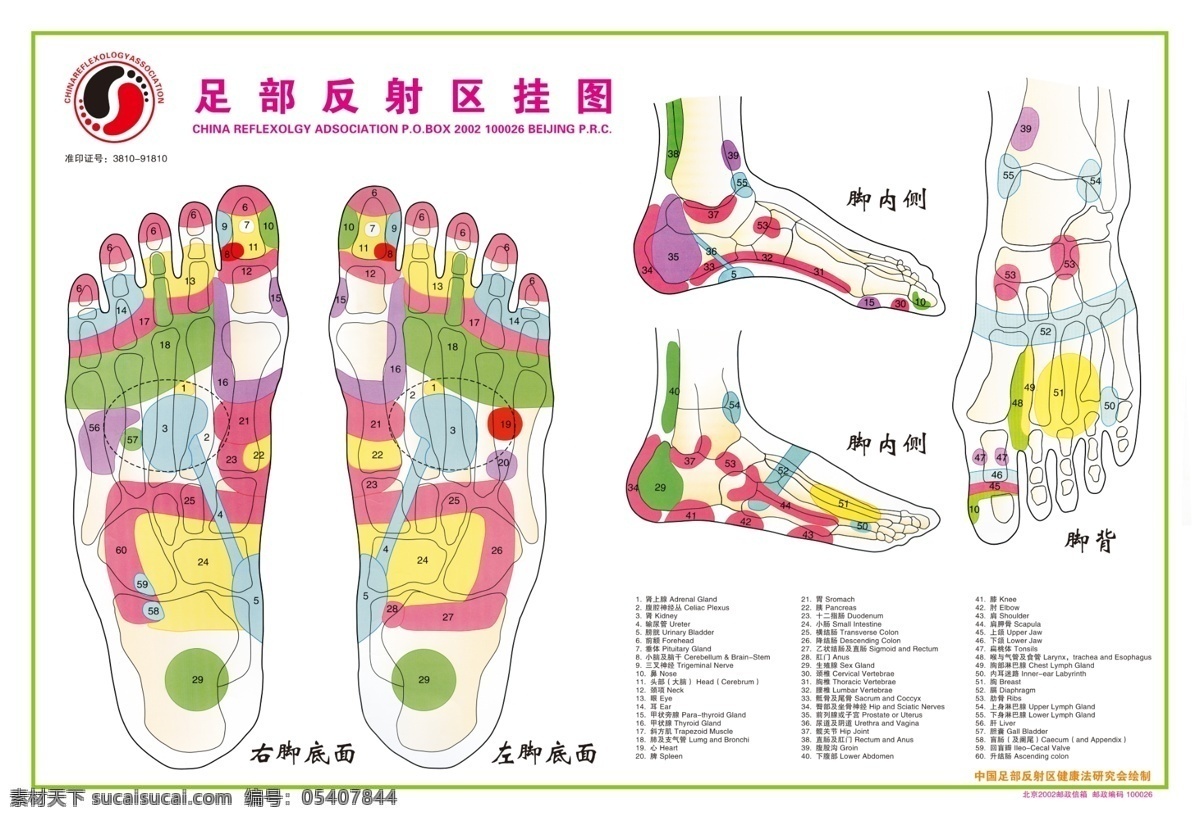 足 部 反射 区 医学 挂图 分层 足部 反射区 医学挂图 按摩 穴位 保健 足疗 脚心 经脉图 脚部结构 医学展板素材 展板设计 psd素材 白色