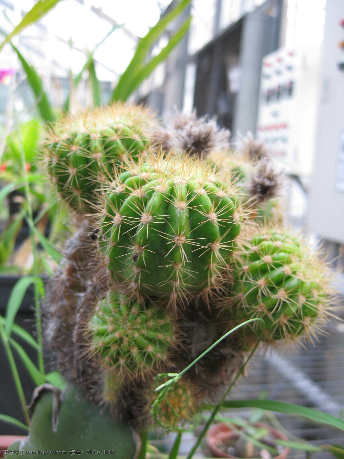 仙人掌 花草 生物世界