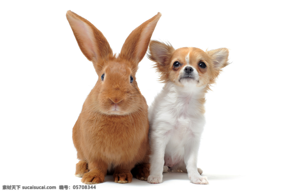 小兔子和小狗 宠物 宠物狗 俏皮 可爱 高清 摄影照片 生物世界 家禽家畜