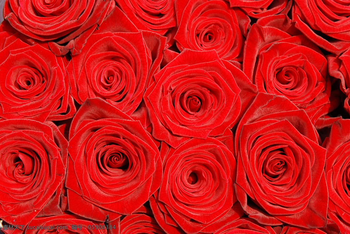许多 红玫瑰 特写 玫瑰花 花朵 许多花 情人节 情人节礼物 高清图片 花草树木 生物世界