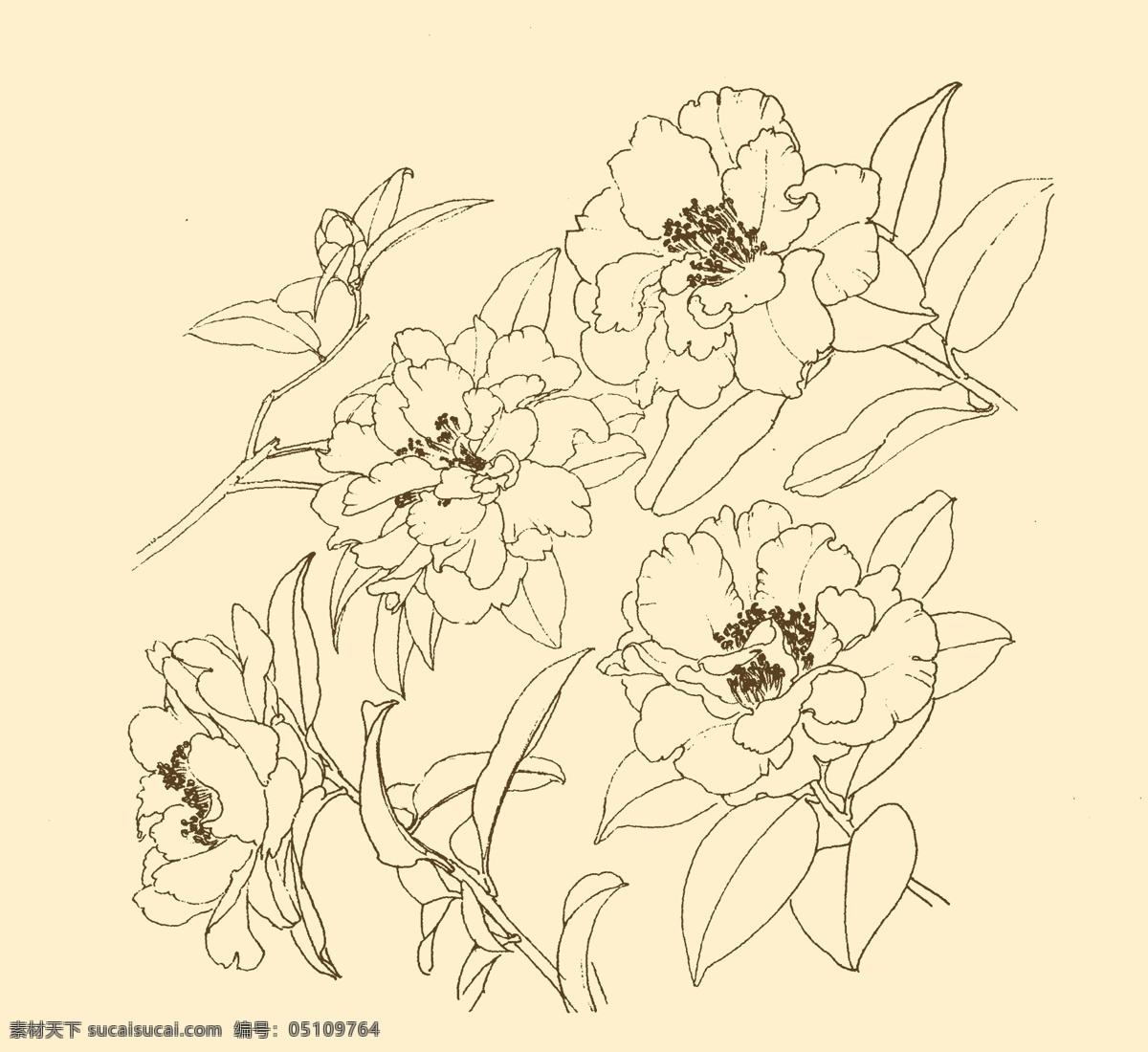 白描花卉 白描 花卉 线描 线画 线稿 中国画 国画 花草 分层 源文件