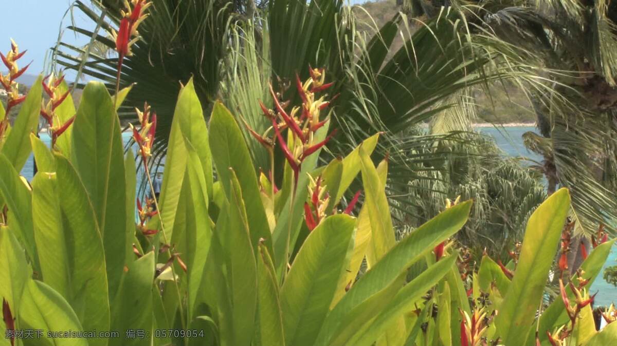 热带 植物 风 中 股票 录像 吹 视频免费下载 圣汤姆斯 st 托马斯 加勒比海 棕榈 其他视频