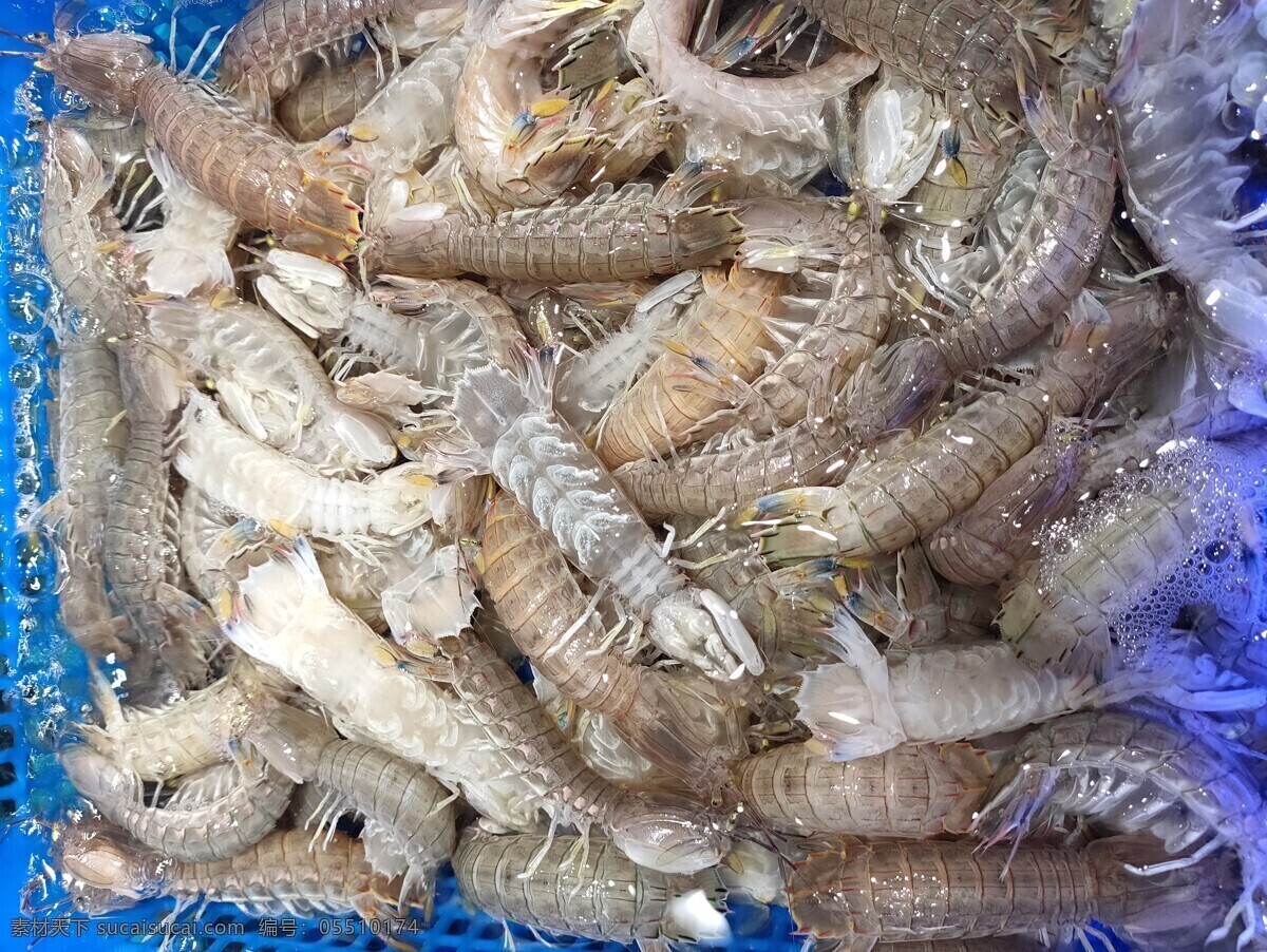 皮皮虾 鱼 虾 蟹 水产品 海鲜 海产品 美食 营养 食材 生物世界 鱼类